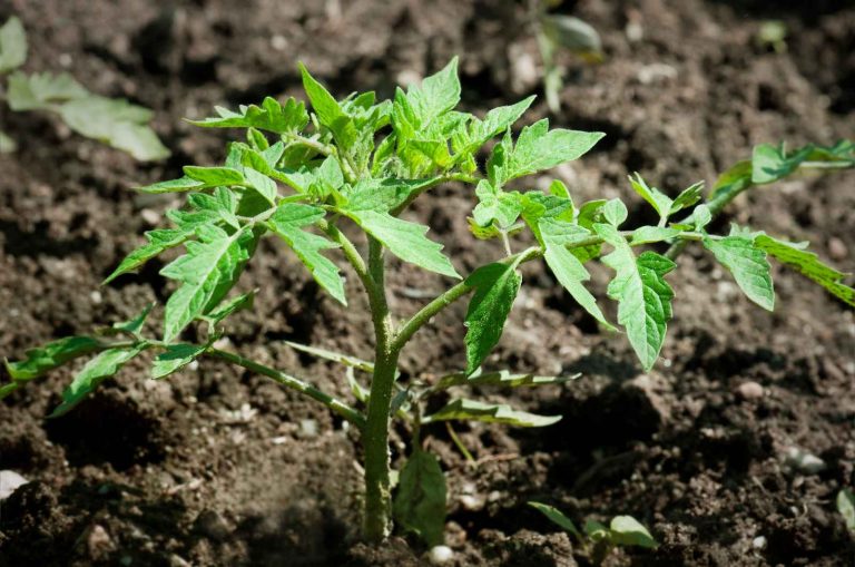 Efficiency Testing of Bio-Stimulants Using Plant-Ditech: An Innovative Solution for Improving Agriculture